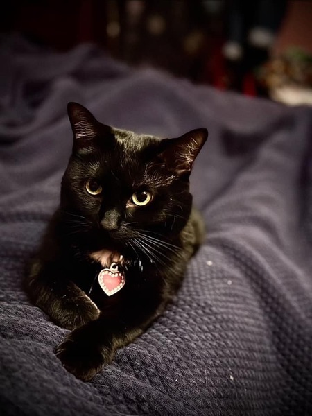 Mistie 