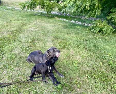 Bane and Duece