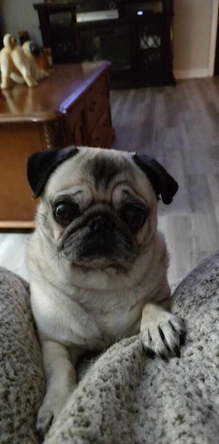 Cami