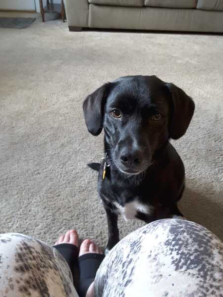 Buddy