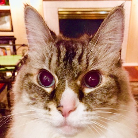 Hank E. Pankey