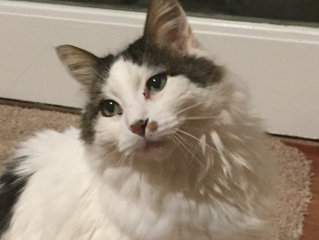 Pete