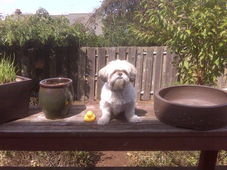 Tag & His Duck
