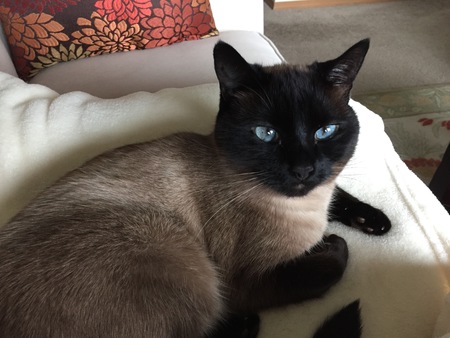 Bella