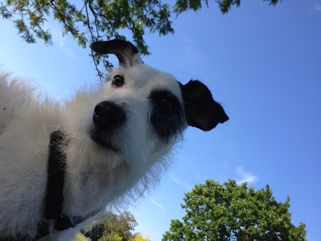 Petey
