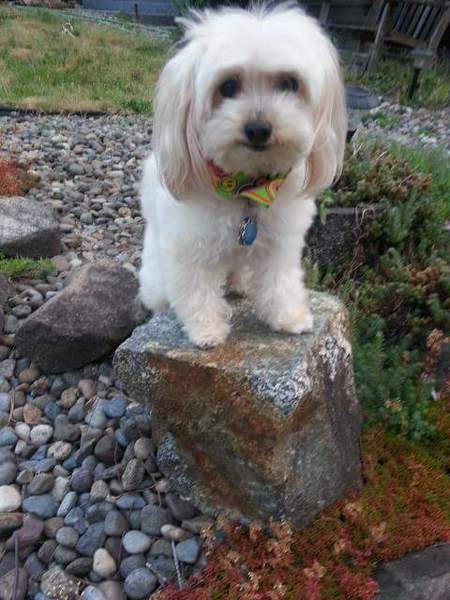 Teddy