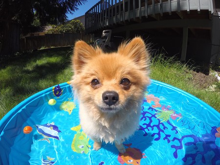 Cooper