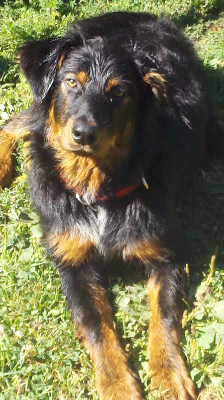 Rollo