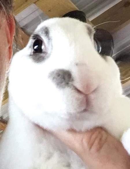 Beautibunni