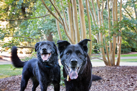 Tonka and Ollie
