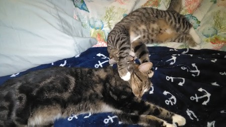 Snowy Prince, and Tulip