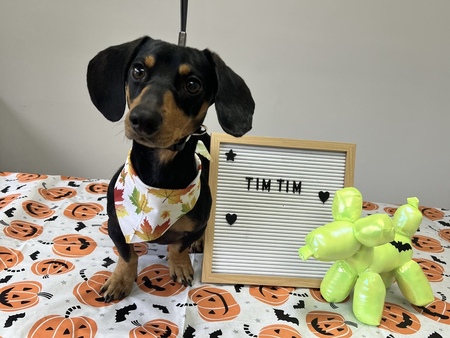 Tim Tim