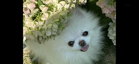 Odie