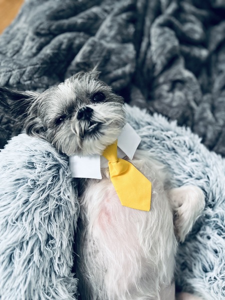 Gus (aka Gus Gus) 