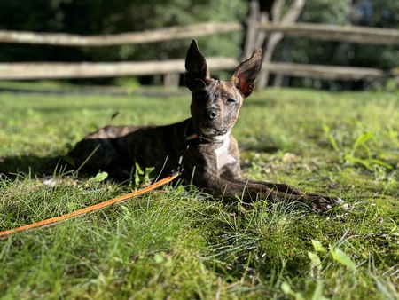 Loki