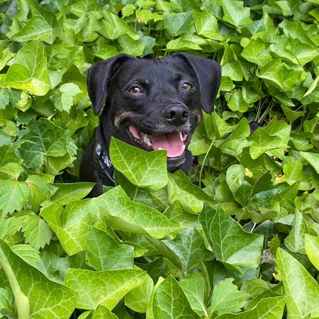 Moxie
