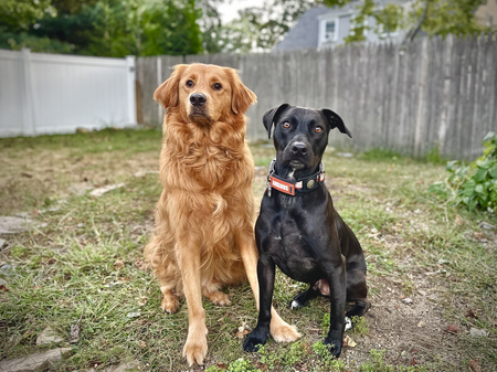 Obi & Solo