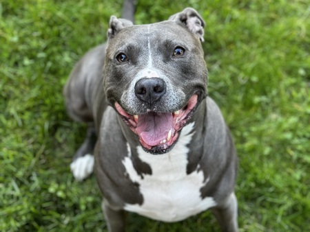Cora