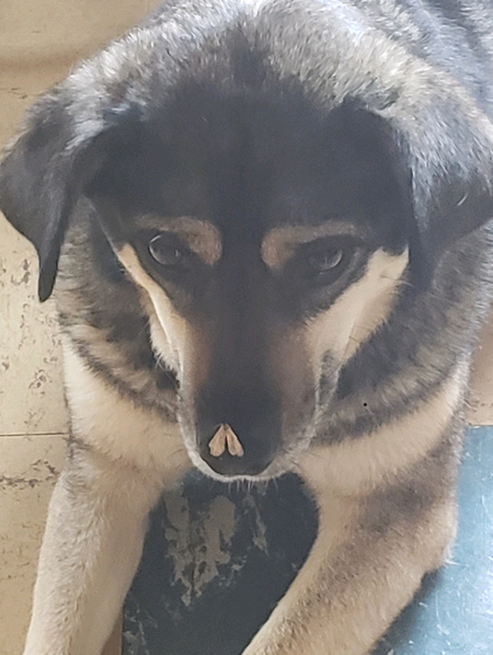 Dixie