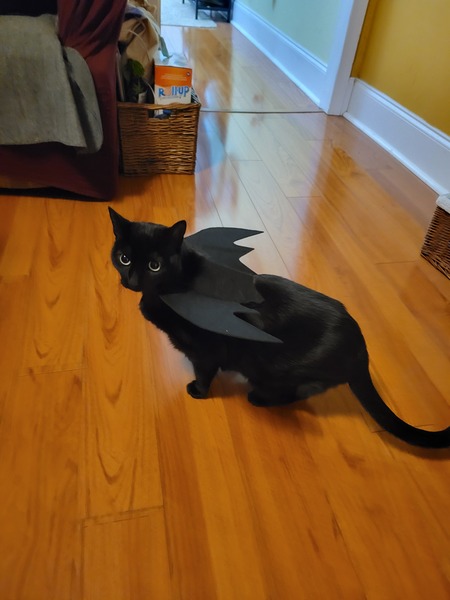 Pip