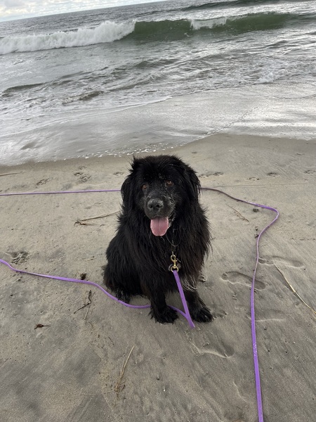 Bea