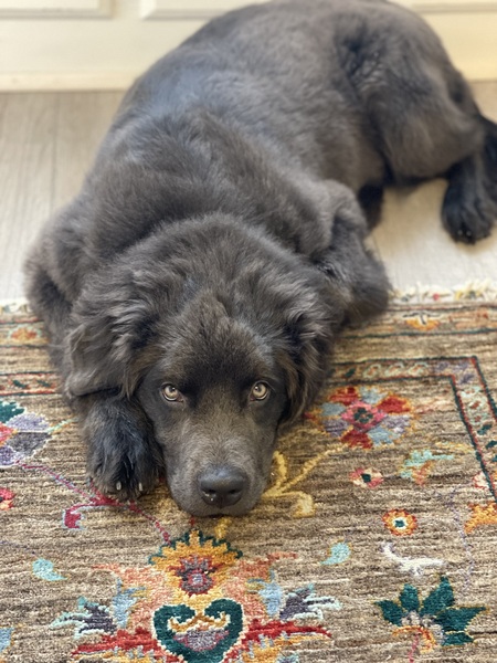 Cora