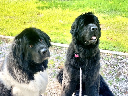Hank and Blue