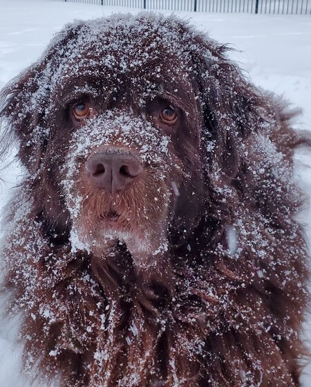 Cubby Bear