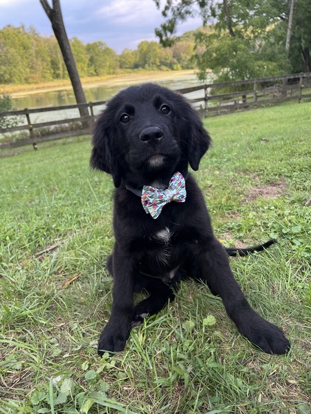 Duke