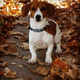 Entry image for Chayse