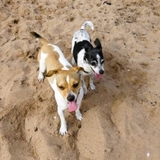 Entry image for Rusty and Minelli
