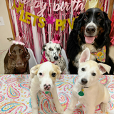 Entry image for Inoki, Dixie, Duke, Jasper, Oakley