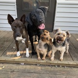 Entry image for Evie, Pluto, Comet & Hailey