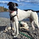Entry image for Clementine and Flint