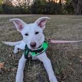 Entry image for Goose (aka Baby Goose)