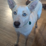 Entry image for Cookie