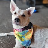 Entry image for Biscotti