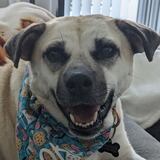 Entry image for Cookie