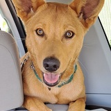 Entry image for Marley