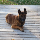 Entry image for Finn