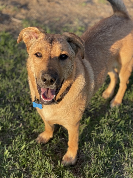 Entry image for Murphy aka Nutz . Clicking this image will show a larger photo