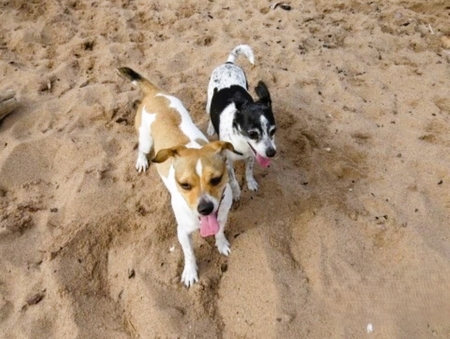Entry image for Rusty and Minelli. Clicking this image will show a larger photo
