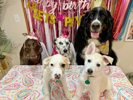 Entry image for Inoki, Dixie, Duke, Jasper, Oakley. Clicking this image will show a larger photo