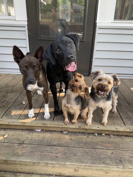 Entry image for Evie, Pluto, Comet & Hailey. Clicking this image will show a larger photo