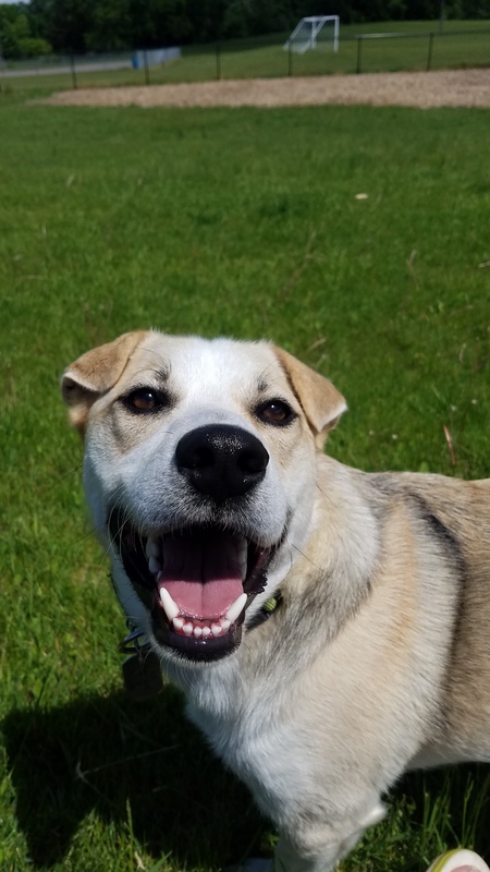 Entry image for Milo. Clicking this image will show a larger photo