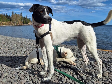 Entry image for Clementine and Flint. Clicking this image will show a larger photo