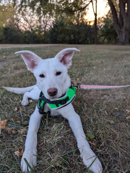 Entry image for Goose (aka Baby Goose). Clicking this image will show a larger photo