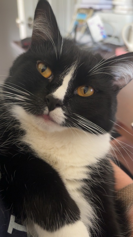 Entry image for Tallulah. Clicking this image will show a larger photo