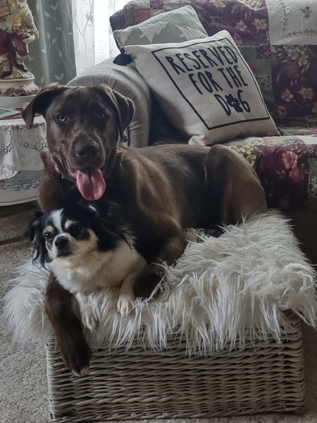 Entry image for Fred and Wilma. Clicking this image will show a larger photo