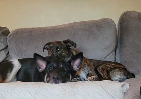 Entry image for Shane & Storm. Clicking this image will show a larger photo